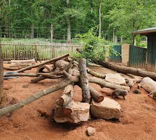 Hochwildschutzpark Rheinböllen