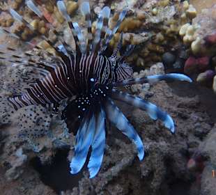 Rotfeuerfisch auf der Lauer