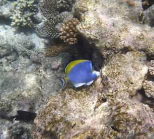 Weißkehl-Doktorfisch