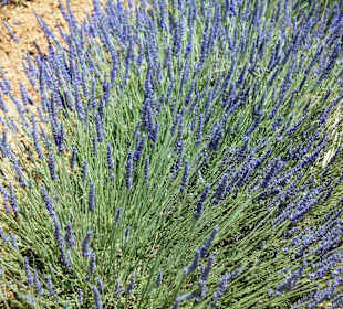 Lavendelfelder Sarraud