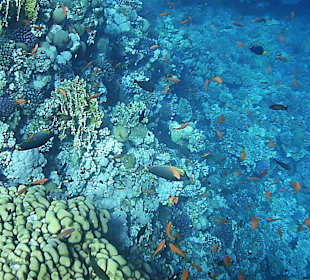 Schnorcheln am Riff vom Magic Tulip Resort (02/2018)