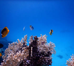 Vivasub Diving Center - Marsa Alam
