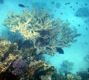 Schöne Unterwasserwelt