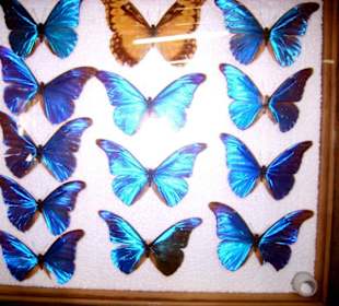 Schmetterlinge im Museum
