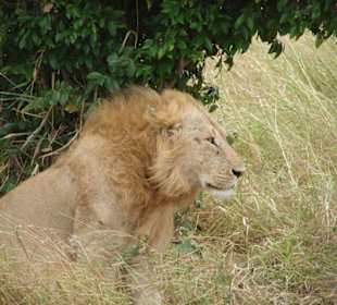 Löwe in der Mara