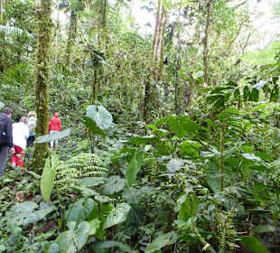 Wanderung durch den Nebelwald/Regenwald
