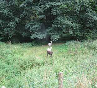  Wanderweg Helmbachweiher - Hornesselwiese
