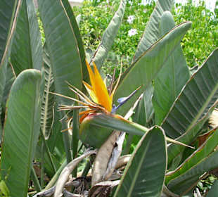 Oasis Park - ein Muss für Naturliebhaber