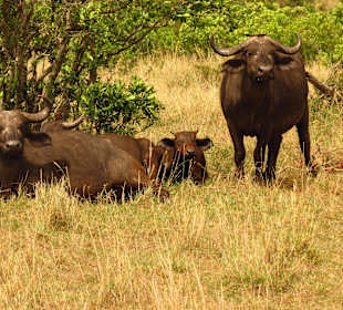Büffel