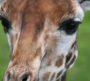 Unsere große Freundin, soooo süß