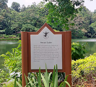 Swan Lake
