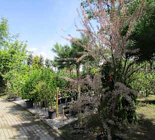 Peterhof-Pflanzen in Hanhofen