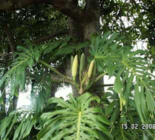 Trop. Garten