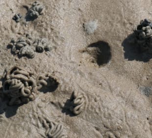 Bei einer Wattwanderung im Cuxhavener Wattenmeer