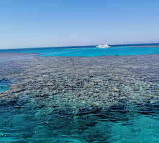 Delfin Tour Hurghada