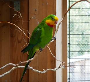 Auch seltene Kakadus gibt es hier