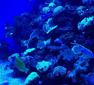 Palma Aquarium