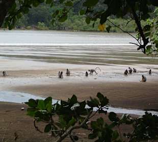 Im Bako Nationalpark