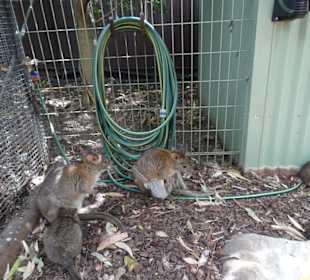 Stadtrundgang Sydney