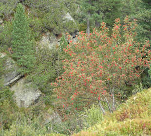 Wanderung zum Unteren Wildalmsee