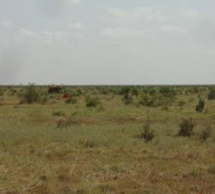 Tsavo Ost