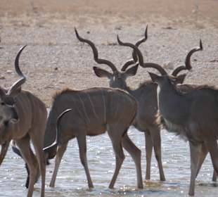 Etosha