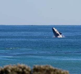 Whale - Kommetjie