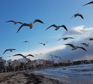 Strand