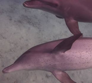 Einmalie Erlebnisse mit Mo´s Delfinen