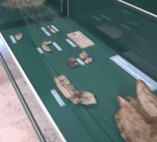 Staatliches Naturkunde Museum