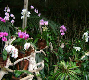 Kwitnące orchodee