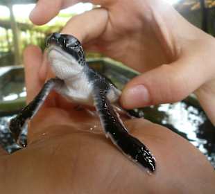 Babyschildkröte aus der Schildkrötenfarm