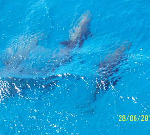 Wunderschön - vielen Dank