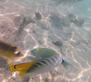 Schnorcheln Makadi Bay