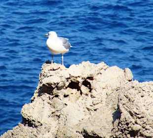 Möwen fühlen sich auf den Felsen wohl.