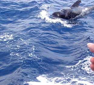 Da, ein Wal!