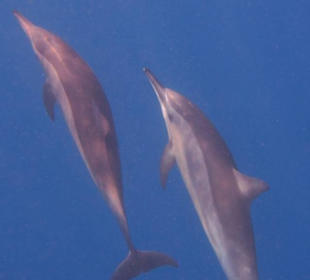 Delfine am Hausriff