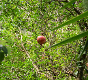 Mili Gorge Impression