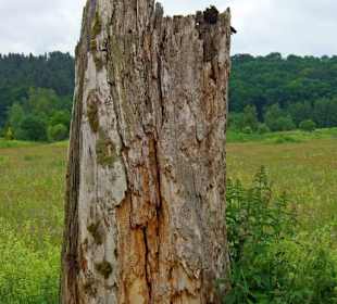 Alte Baumstämme Natur-Insekten