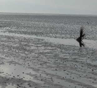 Fahrt mit der Pferdekutsche zur Insel Neuwerk