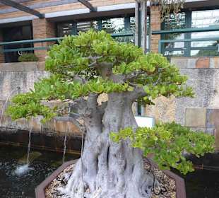 Botanischer Garten Kirstenbosch