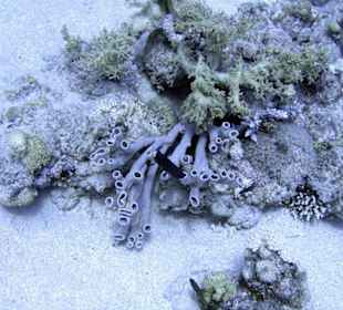 Nurkowanie w Sharm el Sheikh - podwodne życie