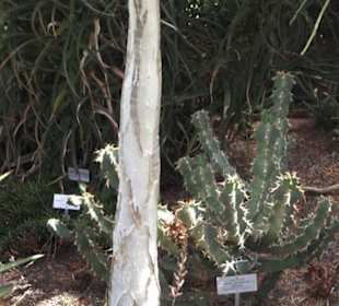 Botanischer Garten der Universität Zürich