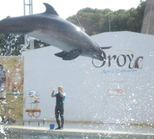 Schwimmen mit den Delphinen