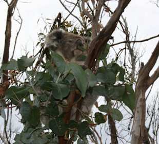 Koala an der Great Ocean Road