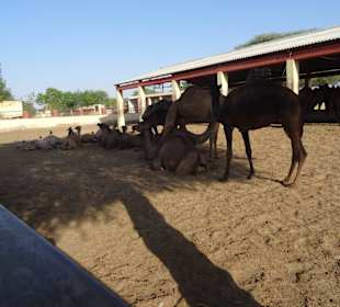 Auf dem Gelände der Kamelfarm