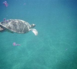 Schildkröte mit Quallen