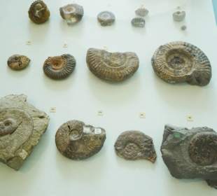 Fossiliensammlung im Museum des Klosters