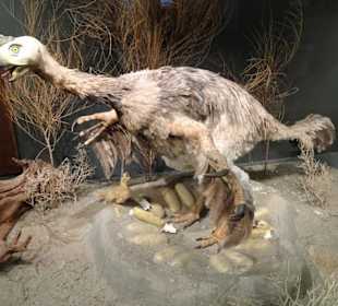 In der Abteilung der Dinosaurier