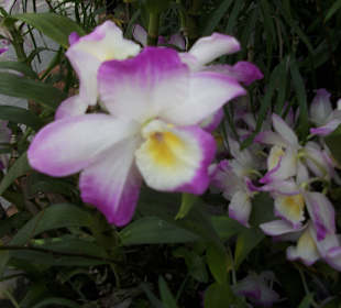 Orchidennschau